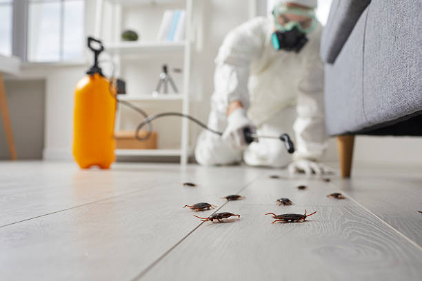 Commercial Kitchen Cockroach Control in West Rancho Dominguez